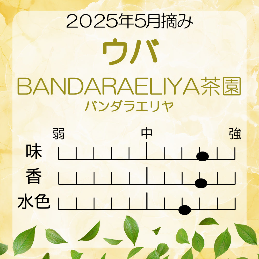 ウバ バンダラエリヤ茶園 業務用 2025年5月摘み
