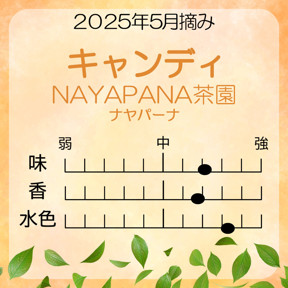 キャンディ ナヤパーナ茶園 業務用パック 2025年5月摘み