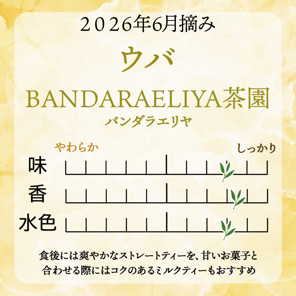 ウバ  バンダラエリヤ茶園  業務用 2026年6月摘み